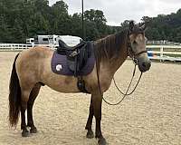best-mustang-horse