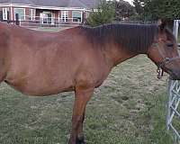bay-pony-mare