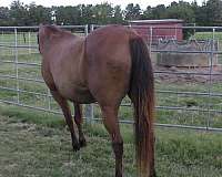 bay-trail-riding-pony