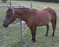 trail-riding-pony