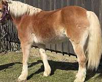 arena-haflinger-pony