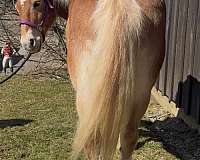 attention-haflinger-pony