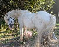 grey-gypsy-vanner-stallion