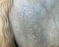 grey-stallion-for-sale