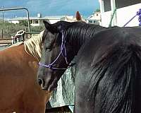 black-palomino-barrel-horse