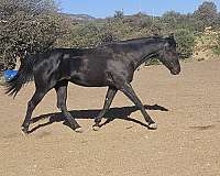 black-palomino-cross-horse