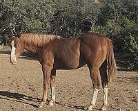 rabicino-flaxen-mane-tail-horse