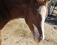 all-around-quarter-horse