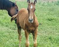 all-around-quarter-horse
