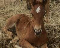 athletic-quarter-horse