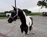 paint-pony-stallion