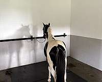 paint-pony-for-sale