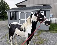 paint-pony