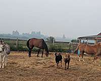cross-trail-donkey-pony