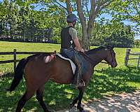 thoroughbred-mare