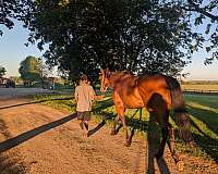 thoroughbred-pony-for-sale