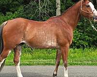 roan-morgan-gelding