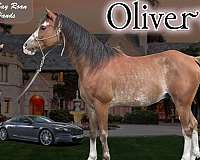 bay-roan-arabian-pony
