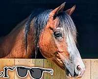 roan-arabian-gelding