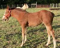 and-easy-to-handle-draft-horse