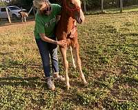 behaved-draft-horse
