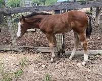 brown-overo-draft-horse