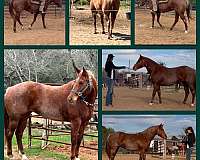 red-roan-quarter-horse-mare