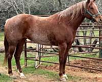 red-roan-aqha-horse
