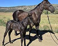 quarter-horse-broodmare