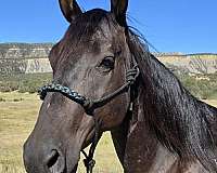athletic-halter-colt-mare