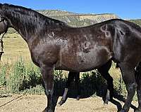 quarter-horse-for-sale