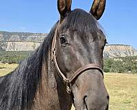 grulla-roan-halter-show-horse