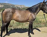 halter-show-broodmare