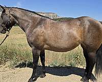 grulla-roan-colt-for-sale