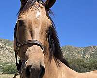 colt-palomino-horse