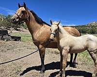 roan-palomino-broodmare