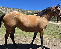 white-palomino-broodmare