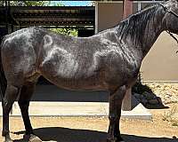 filly-quarter-horse