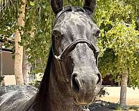 mare-quarter-horse