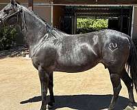 colt-quarter-horse