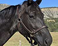 mare-quarter-horse
