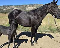 filly-quarter-horse