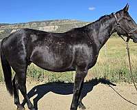 colt-quarter-horse