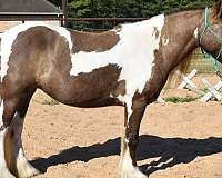 gypsy-vanner-mare