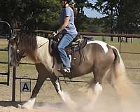 gypsy-vanner-horse-for-sale