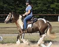 gypsy-vanner-horse