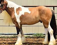 dun-ghra-gelding