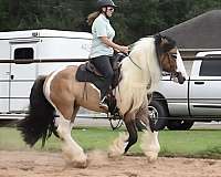 tobiano-horse