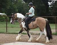 dun-tobiano-horse