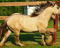 dunskin-gypsy-vanner-gelding
